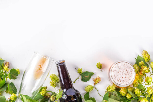 Beer bottle and glass with hop cones, Fresh craft beer and ingredients, copy space on white background