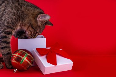 Şirin çizgili safkan kedi yavrusu hediye kutusunda kırmızı fiyonklu sürpriz arıyor. Evcil hayvanlar için Noel hediyeleri, yeni yıl, kırmızı arka plan, kopyalama alanı