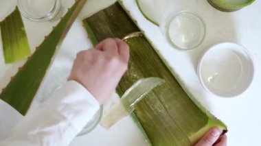 Aloe Vera Yapımcılık - Ev Yapımı Çiğ Aloe Vera Kozmetik, İçecekler ve Yemek. Resimli kesikte kadın eli ve bir aloe yaprağı kesme, sıkma jeli ve meyve suyu yapma.