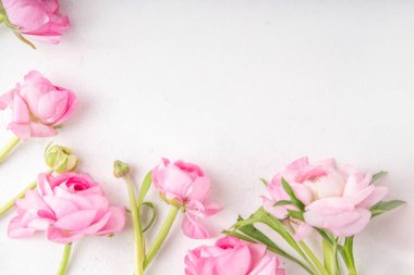 Ranunculus, söğüt, mimoza ve beyaz arka planda çingeneler. Bahar tatili geçmişi, mutlu yıllar Anneler Günü, 8 Mart Uluslararası Kadınlar Günü tebrik kartı geçmişi