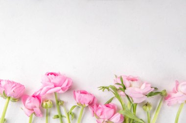 Ranunculus, söğüt, mimoza ve beyaz arka planda çingeneler. Bahar tatili geçmişi, mutlu yıllar Anneler Günü, 8 Mart Uluslararası Kadınlar Günü tebrik kartı geçmişi