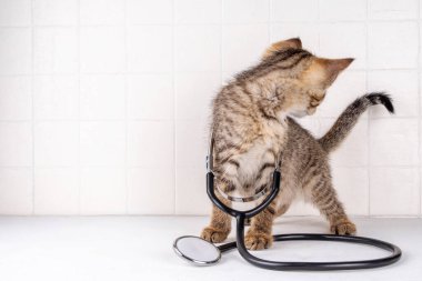 Beyaz arka planda doktor steteskopuyla oynayan sevimli küçük tekir kedi yavrusu. Reklamcılık, veteriner kliniği için el ilanı, kedi mamaları, kedi bakım ürünleri.