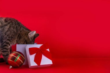 Şirin çizgili safkan kedi yavrusu hediye kutusunda kırmızı fiyonklu sürpriz arıyor. Evcil hayvanlar için Noel hediyeleri, yeni yıl, kırmızı arka plan, kopyalama alanı