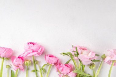 Ranunculus, söğüt, mimoza ve beyaz arka planda çingeneler. Bahar tatili geçmişi, mutlu yıllar Anneler Günü, 8 Mart Uluslararası Kadınlar Günü tebrik kartı geçmişi