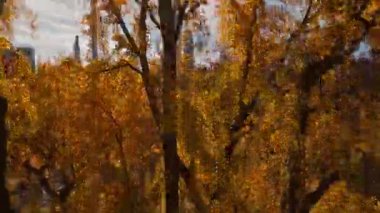 Sonbaharda Central Park 'ın canlı sonbahar renklerini ve yukarıdaki geniş parkların görüntülerini gösteren görüntüler..