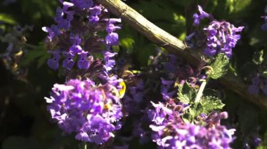 Lavanta içinde arı