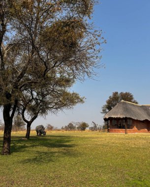Ağaçlar ve savanalarla çevrili geleneksel bir Afrika kulübesinin yakınında otlayan bir gergedan. Bu görüntü doğal ortamlardaki vahşi yaşam ve insan yerleşiminin dengesini yakalar. Seyahat, safari ve korumayla ilgili projeler için mükemmel..