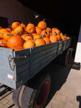 Bright orange pumpkins, harvested pumpkin crop in a large trailer. High quality photo clipart