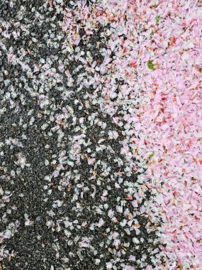 Islak asfalt üzerinde pembe Avrupa mor yaprakları. Yüksek kalite fotoğraf