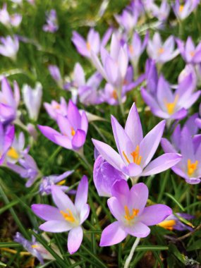 Canlı mor ve beyaz çiçek tarlaları yemyeşil bir zemin üzerinde çiçek açıyor. Resim farklı renkleri yakalar. 
