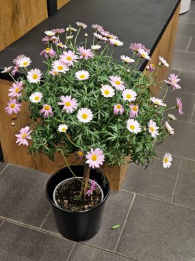 Pembe ve beyaz papatya bitkisi. Kapalı bir yerde sergilenen siyah bir tencerede. Canlı çiçekler doğal bir güzellik katar, neşeli varlıklarıyla kapalı mekan ortamını güçlendirir.