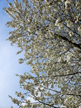 Beyaz çiçekler yoğun bir şekilde bir ağacın dallarını kaplar, canlı bir mavi gökyüzüne karşı kurulurlar. Bu görüntü ilkbaharın özünü yakalar. Yenilenme ve doğal güzellik tam çiçeklenme halindedir.