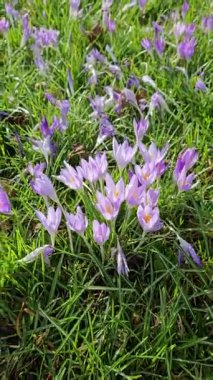 Canlı mor ve beyaz çiçek tarlaları yemyeşil bir zemin üzerinde çiçek açıyor. Resim farklı renkleri yakalar. 