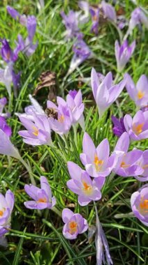 Bir arı, yemyeşil bir çayırda canlı mor renkli çiçek döller ve bahar mevsiminin özünü yakalar.. 