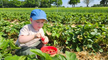 Çilek tarlasında elinde çilek tutan mutlu sarışın çocuk. Yaz hasadı aktivitesi ve çocukluk. Yüksek kalite fotoğraf
