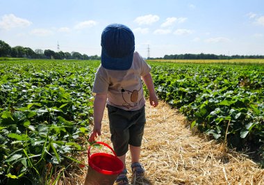 Küçük çocuk çilek tarlasında yürüyor. Çocuk çilek topluyor. Yaz hasadı etkinliği, aile zamanı. Yüksek kalite fotoğraf