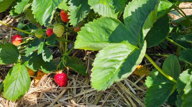 Sarmaşıktaki kırmızı ve yeşil çilekleri yakından çek. Yaz hasadı zamanı. Taze ve lezzetli yemekler. Yüksek kalite fotoğraf