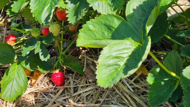 Sarmaşıktaki kırmızı ve yeşil çilekleri yakından çek. Yaz hasadı zamanı. Taze ve lezzetli yemekler. Yüksek kalite fotoğraf
