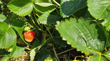Olgun çilekleri yakından çek. Kırmızı meyve ve yeşil yaprakların ayrıntıları. Yaz hasadı. Yüksek kalite fotoğraf