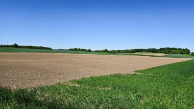 Yeşil çimenli pullu tarla. Tarım, kırsal alan, açık mavi gökyüzü, çiftlik ve açık hava. Yüksek kalite fotoğraf