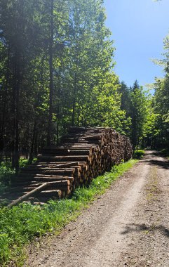 Ormanda istiflenmiş kütükler. Kereste endüstrisi ve orman teması. Sürdürülebilir kaynaklar, çevre. Yüksek kalite fotoğraf