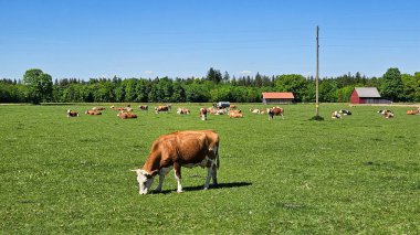 Cows in green field. Rural summer scenery, outdoors and travel activity for tourists. High quality photo