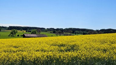 Mavi gökyüzü ile sarı kolza tohumu tarlası. Tarım çiftliği, yaz, gökyüzü ve açık hava. Yüksek kalite fotoğraf