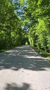 Ormandan geçen yol. Yaz seyahati, yeşil ağaçlar, berrak gökyüzü ve huzurlu manzara. Yüksek kalite 4k görüntü