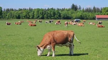 İnekler yeşil alanda otluyor. Yazın çiftlik hayvanları, açık hava, doğa ve seyahat.
