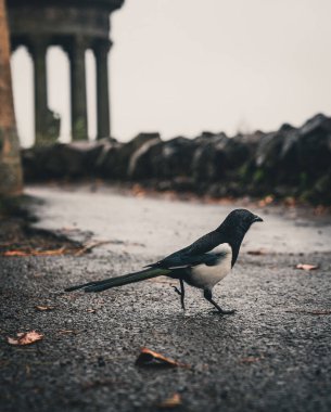 Black billed magpie in front of the Dugald Stewart Monument in Edinburgh, Scotland. clipart