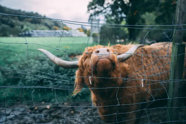 stock image A red Scottish Highland Coo (cow) rubbing up against a wire fence. Close up.