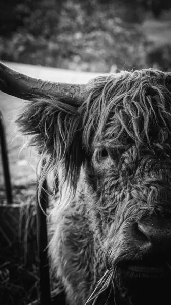 Sottish Highland Coo 'nun (inek) yakın portresi doğrudan kameraya bakıyor, yüksek detay siyah ve beyaz. 