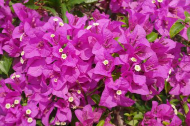 Ilık güneş ışığıyla yıkanmış canlı bir pembe bougainvillea çiçeği kümesi. Hassas yapraklar ve karmaşık detaylar baş döndürücü bir berraklıkla yakalanır..