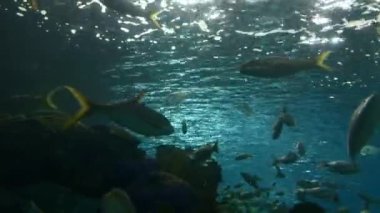 Cape Town 'daki büyük bir akvaryum tankının penceresinden zarif bir şekilde süzülen 4K' lık büyüleyici bir kartal ışını görüntüsü. Işınlar suda zahmetsizce hareket eder, yüzerken kanatları dalgalanır.