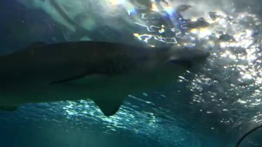 İnanılmaz detaylı bir şekilde çekilen, hareket halindeki bir köpekbalığının çarpıcı 4K yakın plan çekimi. Görüntülerde, köpekbalıkları suda zahmetsizce hareket ederken, yüzgeçleri yüzgeçlerini keserken, parlak gövdeleri gösteriyor.