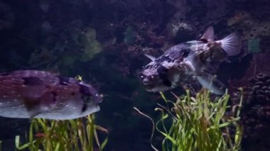 Temiz deniz suyuyla akvaryumda yüzen güzel balığın huzurlu 4K görüntüsü. Balığın barışçıl hareketi rahatlatıcı bir atmosfer yaratıyor, rahatlama, denge ve ahenk hissi uyandırıyor.