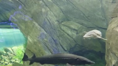 Deniz bitkilerinin ve deniz yosunlarının sakin 4K 'lık yakın çekimi berrak ve sığ sularda yavaşça sallanıyor. Güneş ışınları yüzeyden süzülerek deniz tabanına ya da akvaryum zeminine yumuşak ışık yayar. Su altı.