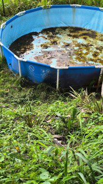 Yabani otlarla dolu, neredeyse kuru bir havuzu, durgun su birikintisi ve dang sivrisineğinin çoğalma riski olan topraklar. 