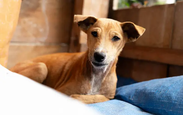 domesticated dog ber is relaxing on a wooden bench