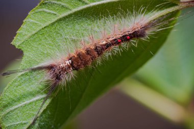 Yaprağın üzerinde kahverengi bir tırtıl.