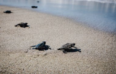 Mampie Sahili, Polman, Batı Sulawesi 'de yumurtadan çıkan yavru kaplumbağalar.