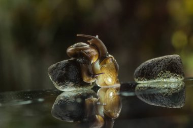 Ormanda yaprağın üzerindeki bir salyangoz