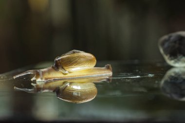 İki salyangoz, tahta yüzeyde salyangoz..