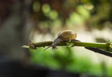 Yapraktaki genç salyangoz