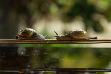 Bir çift salyangoz tahta zeminde duruyor.