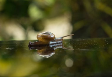 Ağaçtaki salyangoz