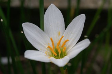 Bahçedeki güzel beyaz zambak çiçeği