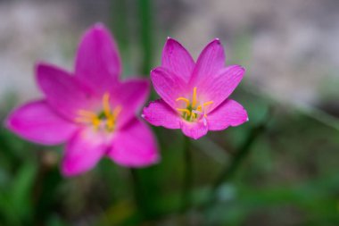 Bahçedeki güzel pembe çiçekler
