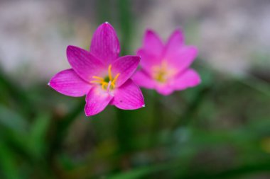 Bahçedeki güzel çiçekler