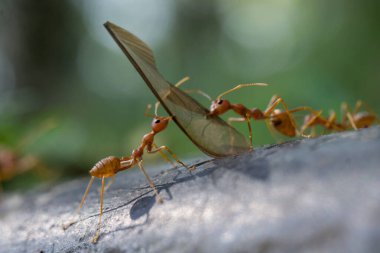 kırmızı ve beyaz karıncalar